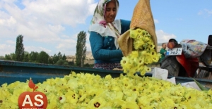 Amasya'nın Altın Bileziği''Çiçek Bamyası''