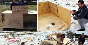 Seyfullah Bayram'dan Sokak Köpeklerine Barınak