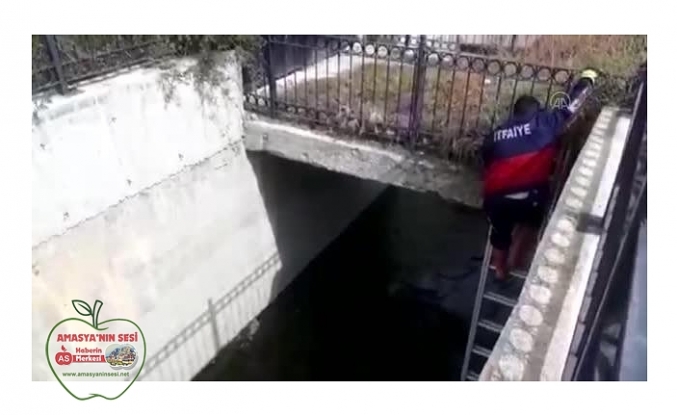 Su Kanalına Düşen Köpekler Kurtarıldı